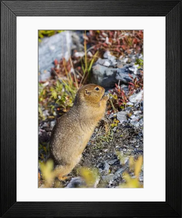 Framed Print : Arctic Ground Squirrel in Autumn in Denali National Park Alaska Framed Print : Arctic Ground Squirrel in Autumn in Denali National Park Alaska