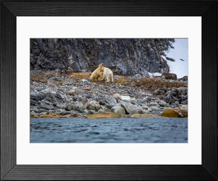 Framed Print : observe Polar Bears in the Magdalensfjorden on Svalbard Framed Print : observe Polar Bears in the Magdalensfjorden on Svalbard