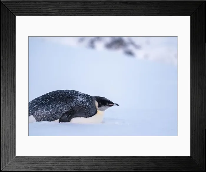 Framed Print : Emperor Penguin in Antarctica. South Pole Framed Print : Emperor Penguin in Antarctica. South Pole