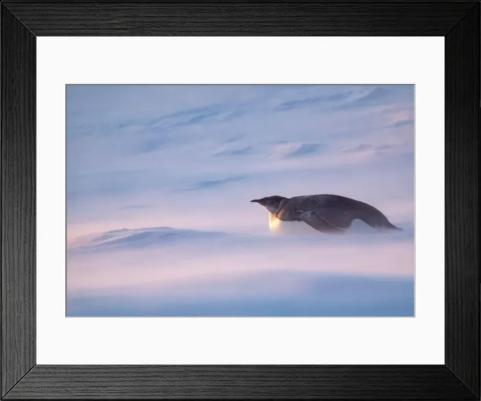 Framed Print : Emperor Penguin in Antarctica. South Pole Framed Print : Emperor Penguin in Antarctica. South Pole