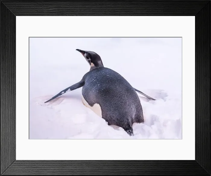 Framed Print : Emperor Penguin in Antarctica. South Pole Framed Print : Emperor Penguin in Antarctica. South Pole
