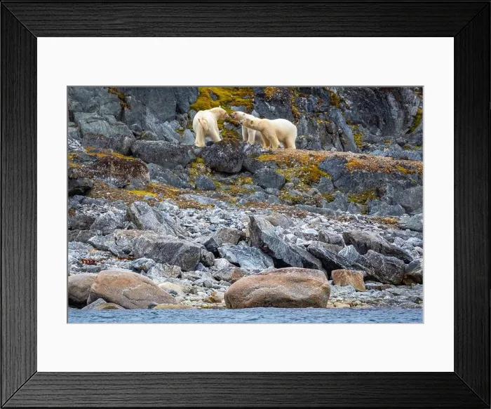 Framed Print : observe Polar Bears in the Magdalensfjorden on Svalbard Framed Print : observe Polar Bears in the Magdalensfjorden on Svalbard