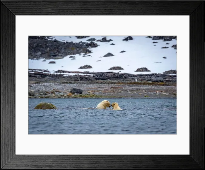 Framed Print : Polar Bears are playing in water in the Magdalensfjorden on Svalbard Framed Print : Polar Bears are playing in water in the Magdalensfjorden on Svalbard