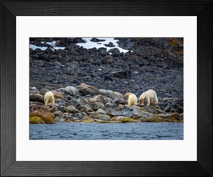 Framed Print : observe Polar Bears in the Magdalensfjorden on Svalbard Framed Print : observe Polar Bears in the Magdalensfjorden on Svalbard