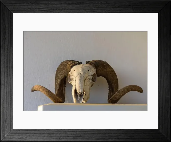 Framed Print : Skull of a ram. The head of a dead animal Framed Print : Skull of a ram. The head of a dead animal