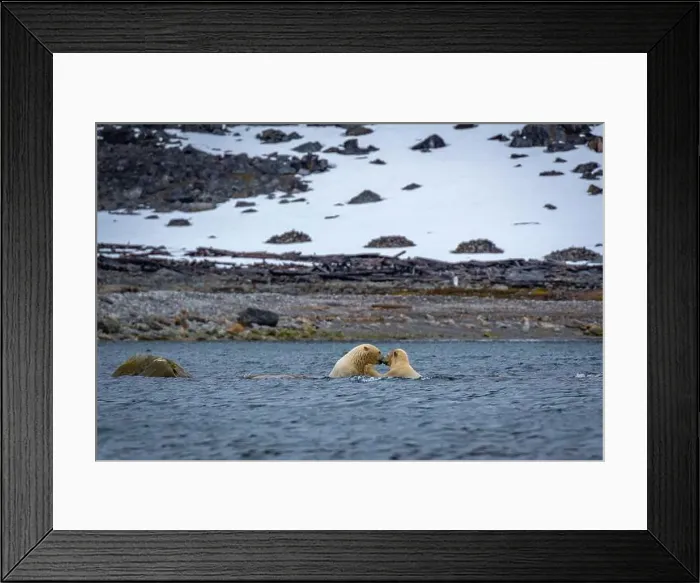 Framed Print : Polar Bears are playing in water in the Magdalensfjorden on Svalbard Framed Print : Polar Bears are playing in water in the Magdalensfjorden on Svalbard