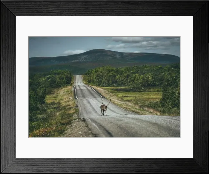 Framed Print : Reindeer on the road
