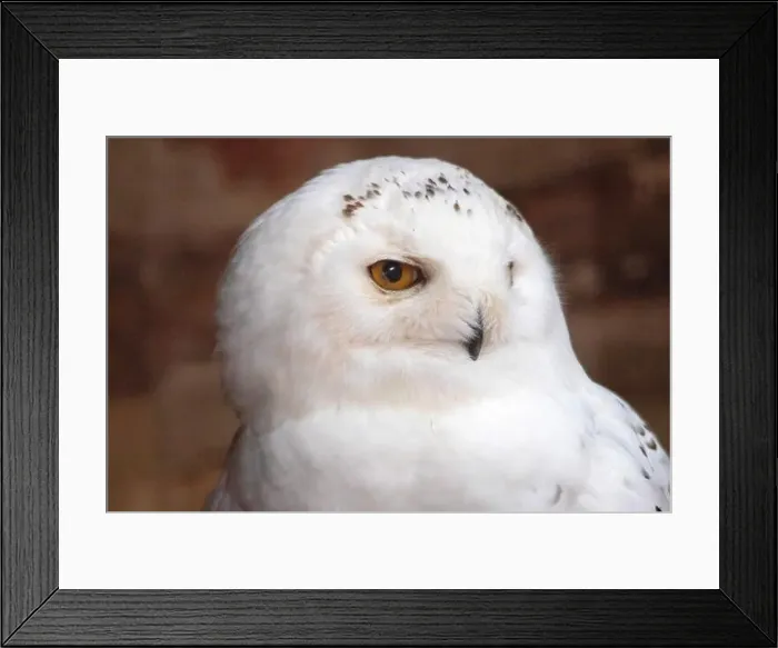Framed Print : Portrait of a snowy owl from the front Framed Print : Portrait of a snowy owl from the front