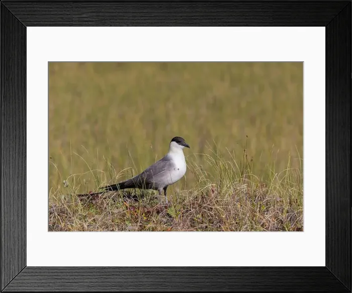 Framed Print : Long-tailed jaeger bird sitting on the grass Framed Print : Long-tailed jaeger bird sitting on the grass