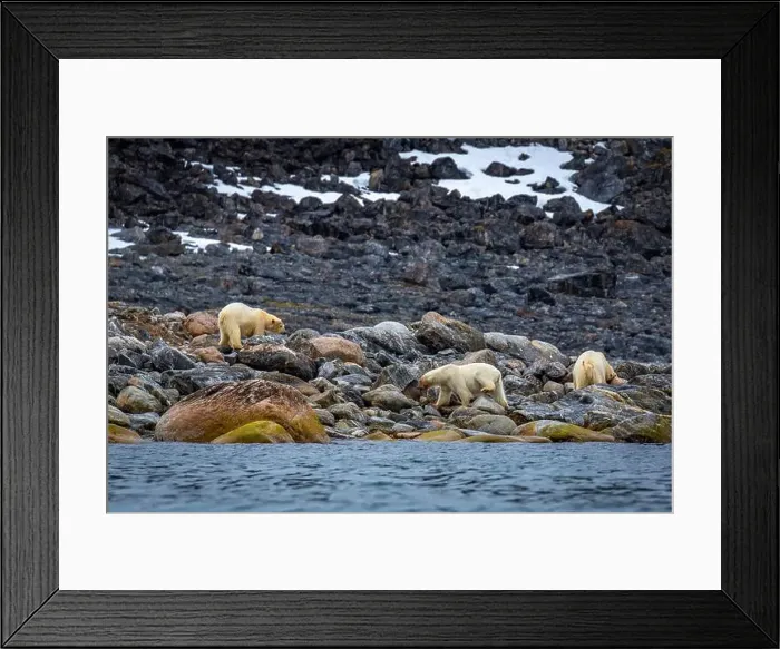 Framed Print : observe Polar Bears in the Magdalensfjorden on Svalbard