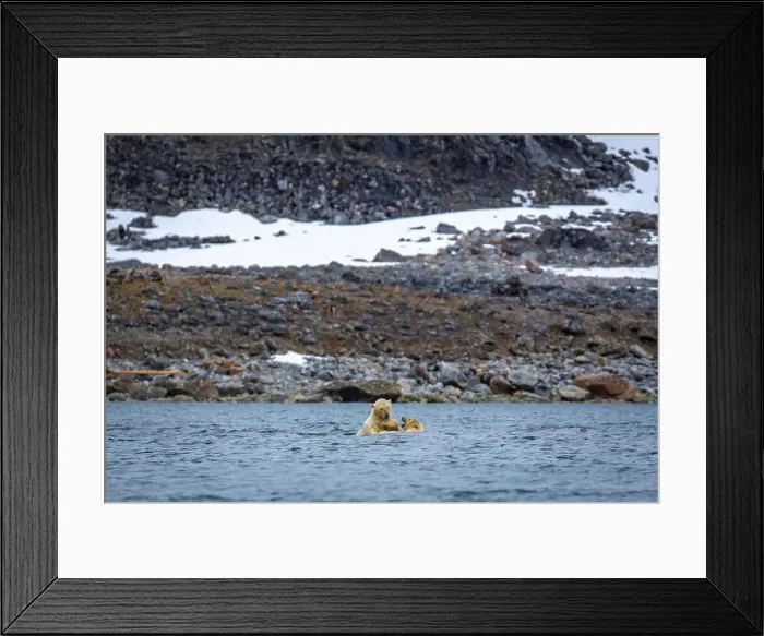 Framed Print : Polar Bears are playing in water in the Magdalensfjorden on Svalbard Framed Print : Polar Bears are playing in water in the Magdalensfjorden on Svalbard