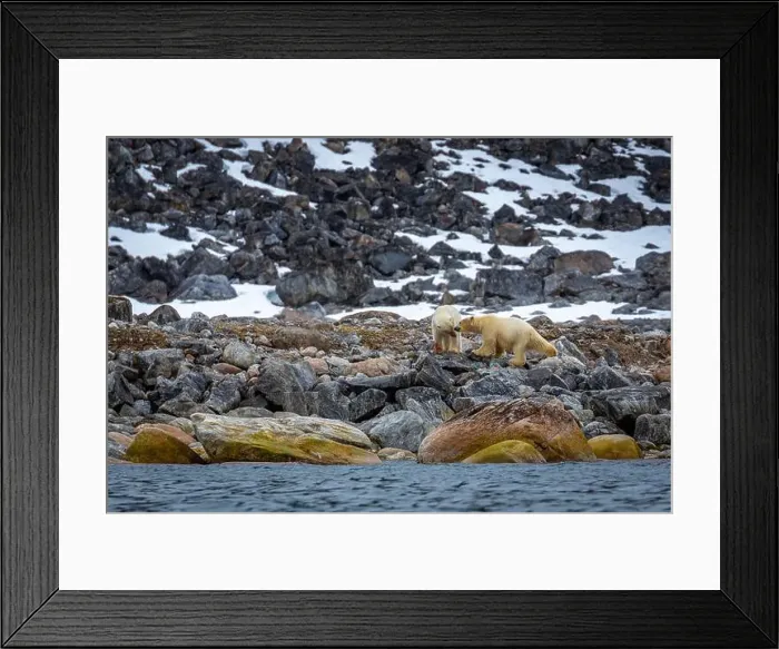 Framed Print : observe Polar Bears in the Magdalensfjorden on Svalbard Framed Print : observe Polar Bears in the Magdalensfjorden on Svalbard