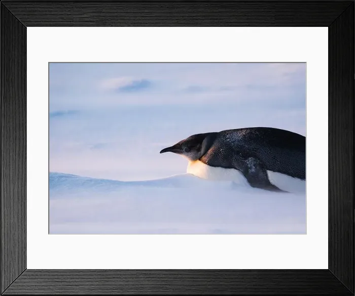 Framed Print : Emperor Penguin in Antarctica. South Pole Framed Print : Emperor Penguin in Antarctica. South Pole