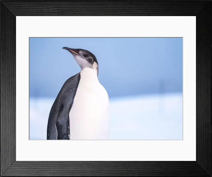 Framed Print : Emperor Penguin in Antarctica. South Pole Framed Print : Emperor Penguin in Antarctica. South Pole