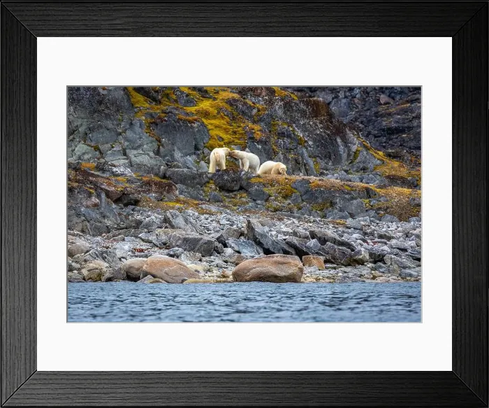 Framed Print : observe Polar Bears in the Magdalensfjorden on Svalbard Framed Print : observe Polar Bears in the Magdalensfjorden on Svalbard