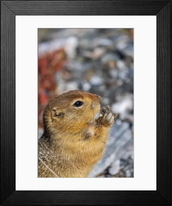 Framed Print : Arctic Ground Squirrel in Autumn in Denali National Park Alaska Framed Print : Arctic Ground Squirrel in Autumn in Denali National Park Alaska