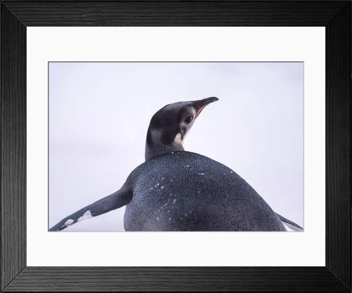 Framed Print : Emperor Penguin in Antarctica. South Pole Framed Print : Emperor Penguin in Antarctica. South Pole