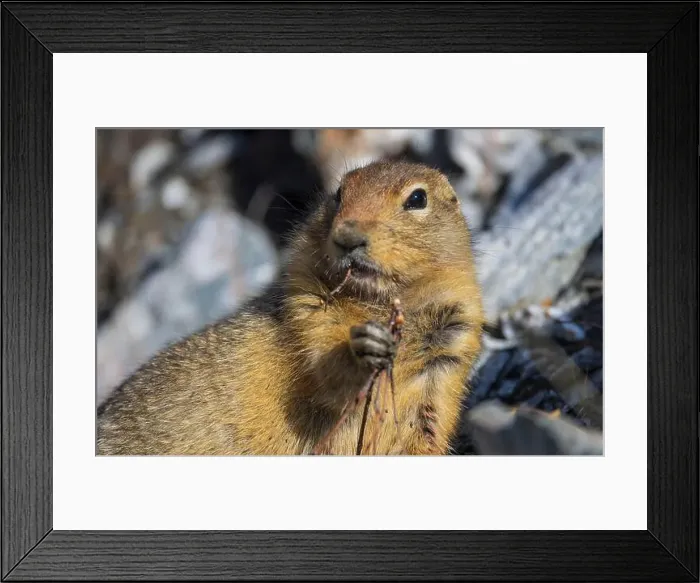 Framed Print : Arctic Ground Squirrel in Autumn in Denali National Park Alaska Framed Print : Arctic Ground Squirrel in Autumn in Denali National Park Alaska
