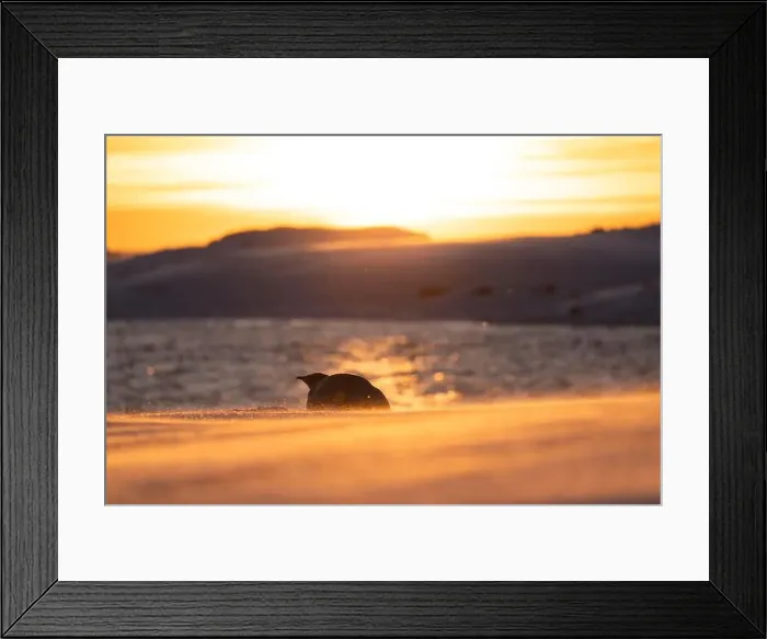 Framed Print : Emperor Penguin in Antarctica. South Pole Framed Print : Emperor Penguin in Antarctica. South Pole