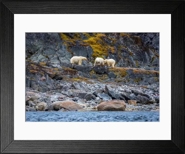Framed Print : observe Polar Bears in the Magdalensfjorden on Svalbard Framed Print : observe Polar Bears in the Magdalensfjorden on Svalbard
