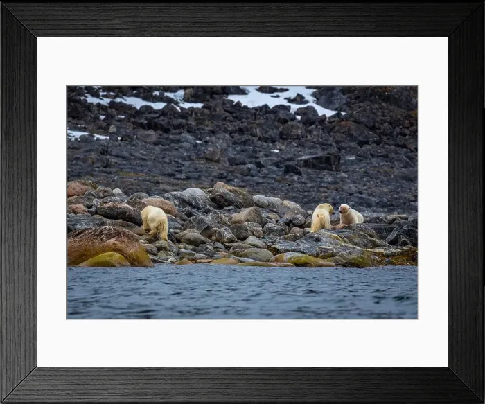 Framed Print : observe Polar Bears in the Magdalensfjorden on Svalbard Framed Print : observe Polar Bears in the Magdalensfjorden on Svalbard