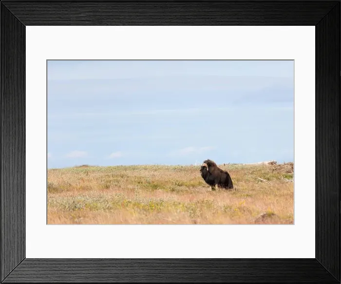 Framed Print : Male muskox. Republic of Sakha, Yakutia, Russia Framed Print : Male muskox. Republic of Sakha, Yakutia, Russia