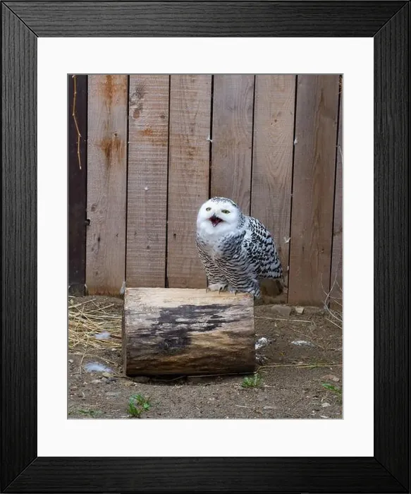 Framed Print : The Snowy owl opened its beak. The Snowy owl lives in a zoo Framed Print : The Snowy owl opened its beak. The Snowy owl lives in a zoo
