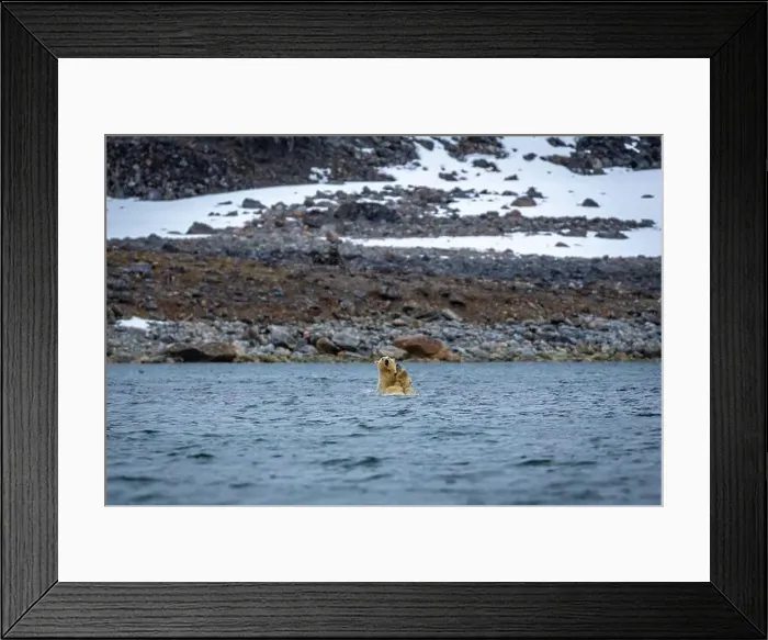 Framed Print : Polar Bears are playing in water in the Magdalensfjorden on Svalbard