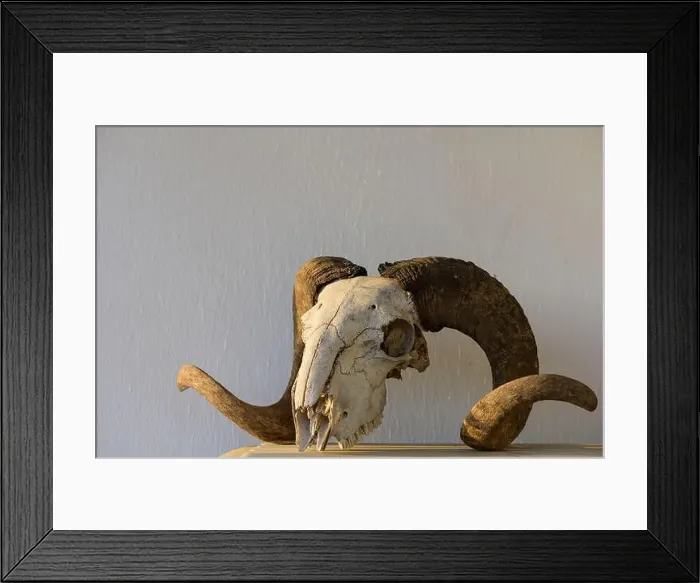 Framed Print : Head of a dead ram with twisted horns on a white background Framed Print : Head of a dead ram with twisted horns on a white background