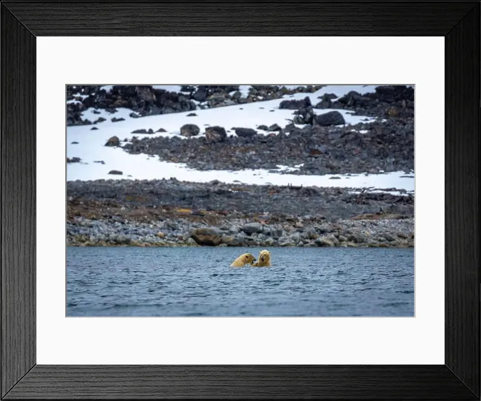 Framed Print : Polar Bears are playing in water in the Magdalensfjorden on Svalbard Framed Print : Polar Bears are playing in water in the Magdalensfjorden on Svalbard