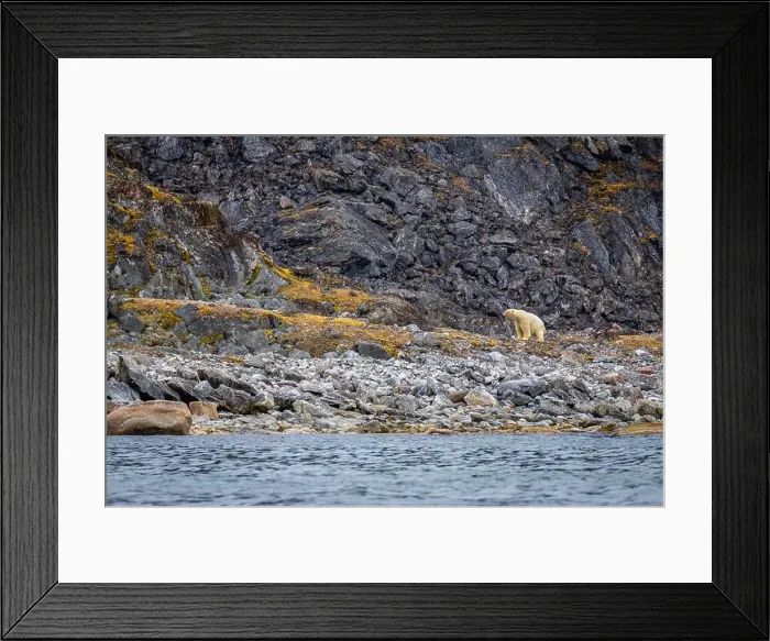 Framed Print : observe Polar Bears in the Magdalensfjorden on Svalbard Framed Print : observe Polar Bears in the Magdalensfjorden on Svalbard