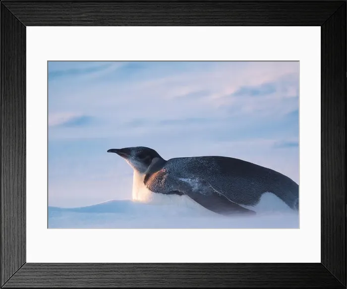 Framed Print : Emperor Penguin in Antarctica. South Pole