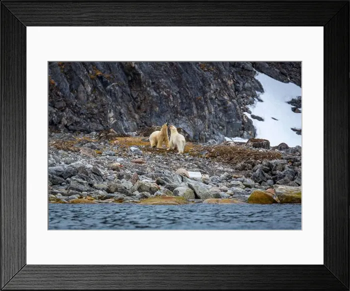 Framed Print : observe Polar Bears in the Magdalensfjorden on Svalbard Framed Print : observe Polar Bears in the Magdalensfjorden on Svalbard
