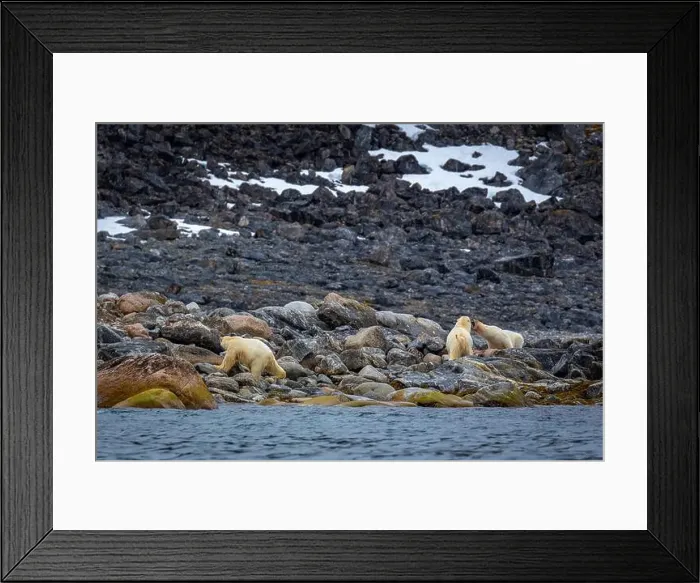 Framed Print : observe Polar Bears in the Magdalensfjorden on Svalbard Framed Print : observe Polar Bears in the Magdalensfjorden on Svalbard