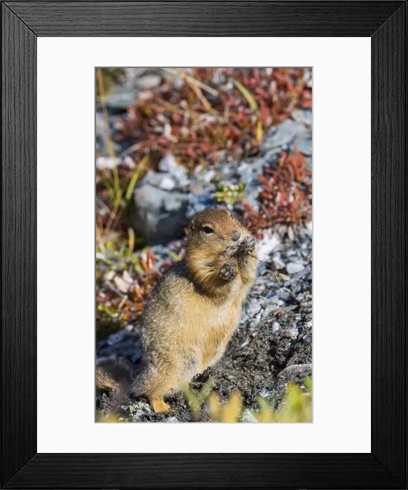 Framed Print : Arctic Ground Squirrel in Autumn in Denali National Park Alaska Framed Print : Arctic Ground Squirrel in Autumn in Denali National Park Alaska