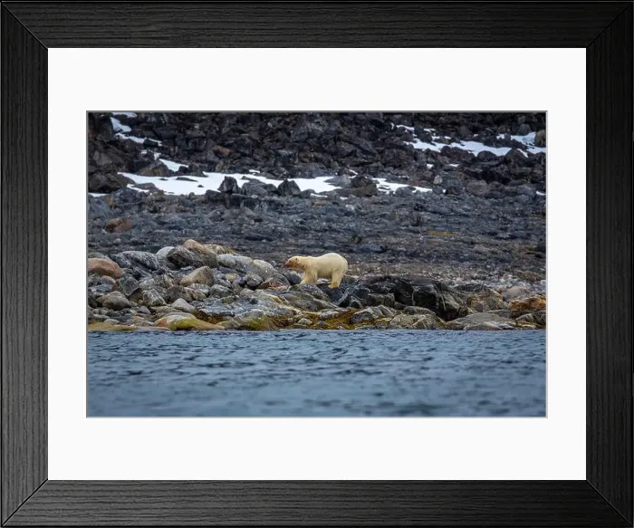 Framed Print : observe Polar Bears in the Magdalensfjorden on Svalbard Framed Print : observe Polar Bears in the Magdalensfjorden on Svalbard