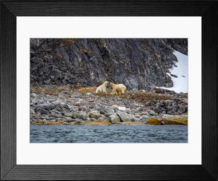 Framed Print : observe Polar Bears in the Magdalensfjorden on Svalbard Framed Print : observe Polar Bears in the Magdalensfjorden on Svalbard