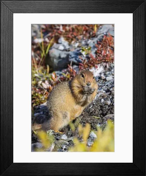 Framed Print : Arctic Ground Squirrel in Autumn in Denali National Park Alaska Framed Print : Arctic Ground Squirrel in Autumn in Denali National Park Alaska