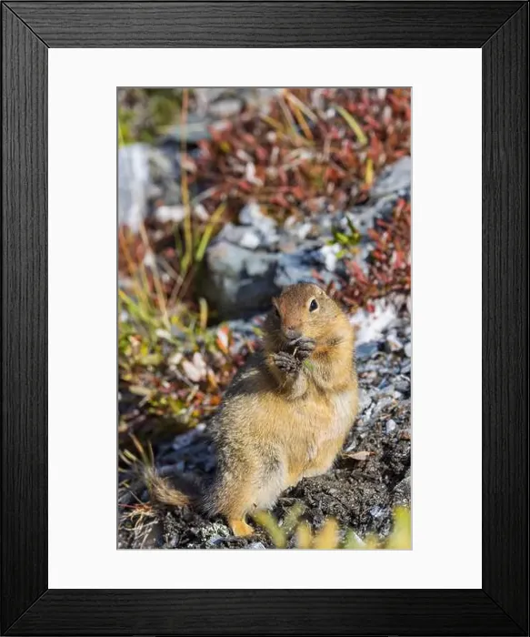 Framed Print : Arctic Ground Squirrel in Autumn in Denali National Park Alaska Framed Print : Arctic Ground Squirrel in Autumn in Denali National Park Alaska