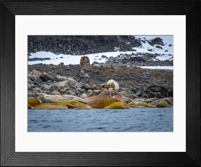 Framed Print : observe Polar Bears in the Magdalensfjorden on Svalbard Framed Print : observe Polar Bears in the Magdalensfjorden on Svalbard