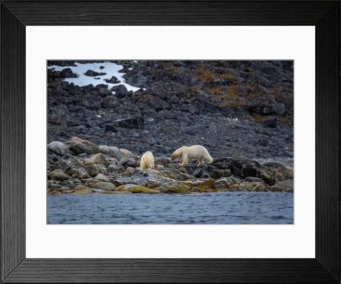 Framed Print : observe Polar Bears in the Magdalensfjorden on Svalbard Framed Print : observe Polar Bears in the Magdalensfjorden on Svalbard