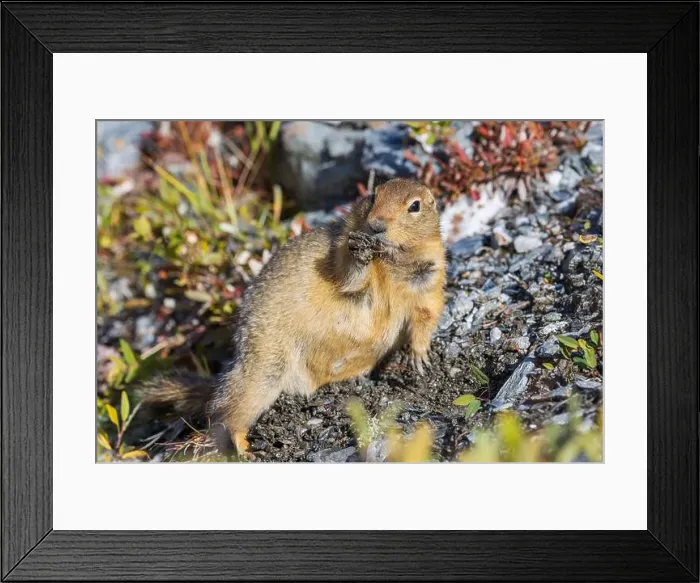 Framed Print : Arctic Ground Squirrel in Autumn in Denali National Park Alaska Framed Print : Arctic Ground Squirrel in Autumn in Denali National Park Alaska