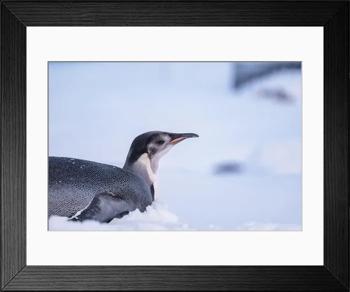 Framed Print : Emperor Penguin in Antarctica. South Pole Framed Print : Emperor Penguin in Antarctica. South Pole