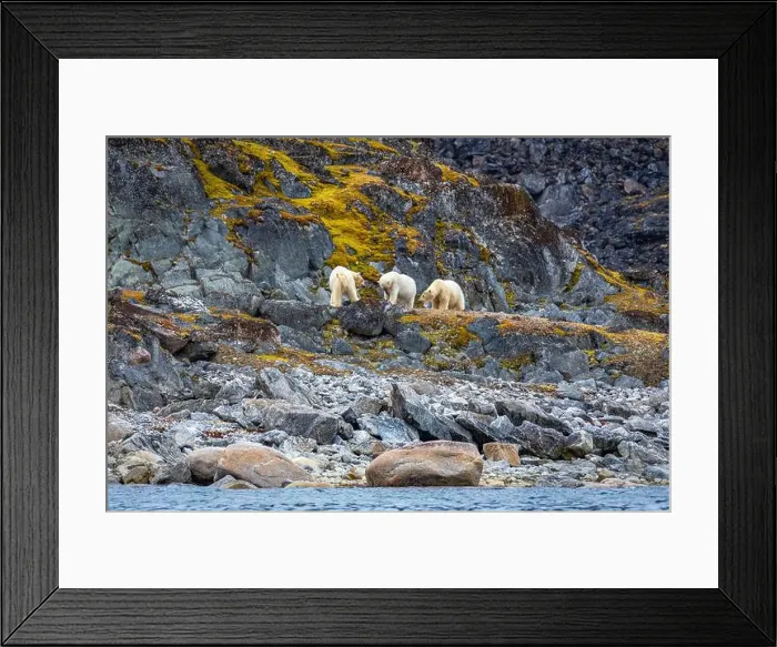 Framed Print : observe Polar Bears in the Magdalensfjorden on Svalbard Framed Print : observe Polar Bears in the Magdalensfjorden on Svalbard