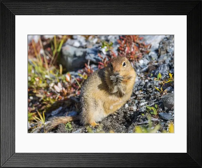 Framed Print : Arctic Ground Squirrel in Autumn in Denali National Park Alaska Framed Print : Arctic Ground Squirrel in Autumn in Denali National Park Alaska