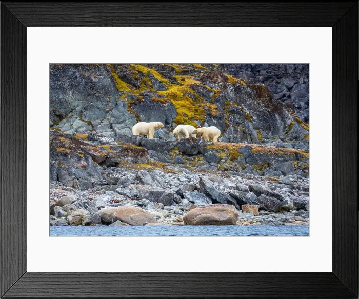 Framed Print : observe Polar Bears in the Magdalensfjorden on Svalbard Framed Print : observe Polar Bears in the Magdalensfjorden on Svalbard