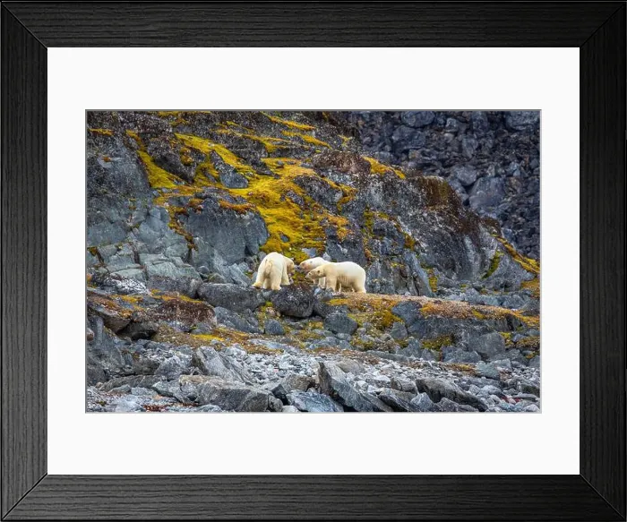 Framed Print : observe Polar Bears in the Magdalensfjorden on Svalbard Framed Print : observe Polar Bears in the Magdalensfjorden on Svalbard