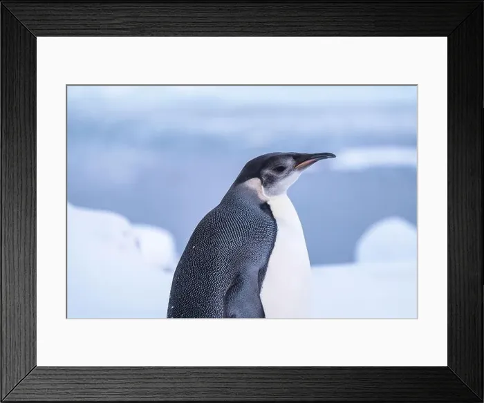 Framed Print : Emperor Penguin in Antarctica. South Pole Framed Print : Emperor Penguin in Antarctica. South Pole