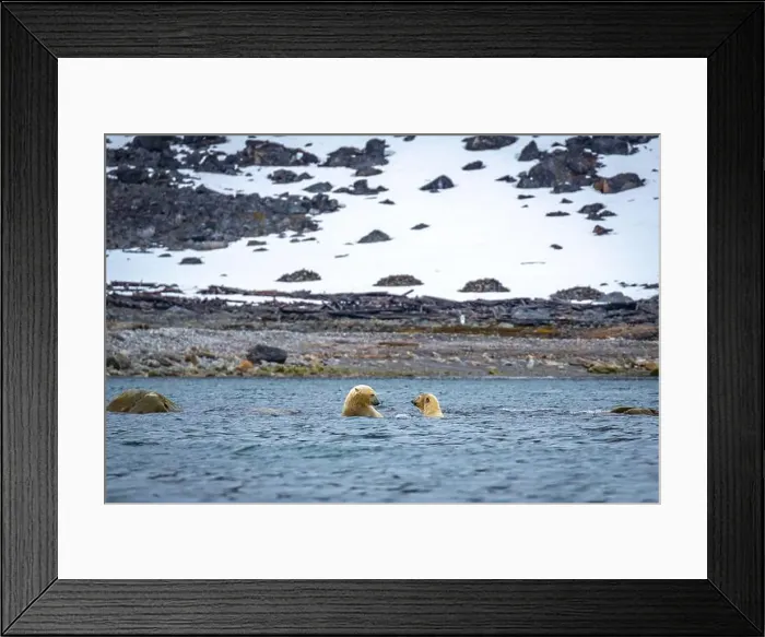 Framed Print : Polar Bears are playing in water in the Magdalensfjorden on Svalbard Framed Print : Polar Bears are playing in water in the Magdalensfjorden on Svalbard