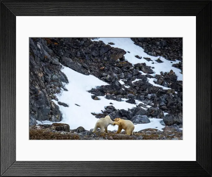 Framed Print : observe Polar Bears in the Magdalensfjorden on Svalbard Framed Print : observe Polar Bears in the Magdalensfjorden on Svalbard